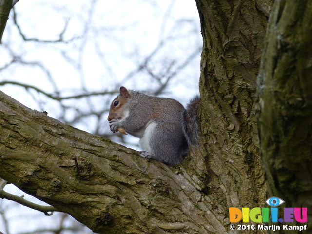 FZ026560 Squirel in tree